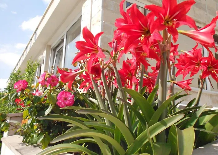 Pansion Komfor Moca Guest house Makarska